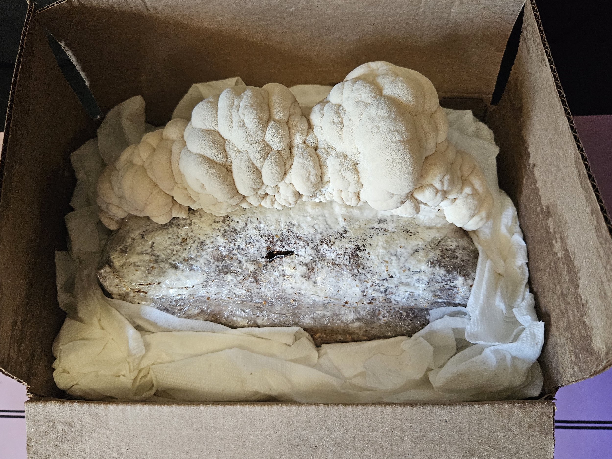 Colorado Forest Works 5lbs Gourmet Ready-To-Fruit Block — Colorado